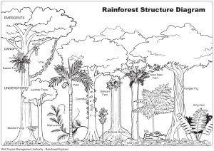 rainforest structure